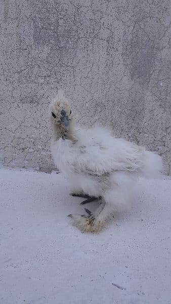 High quality burds