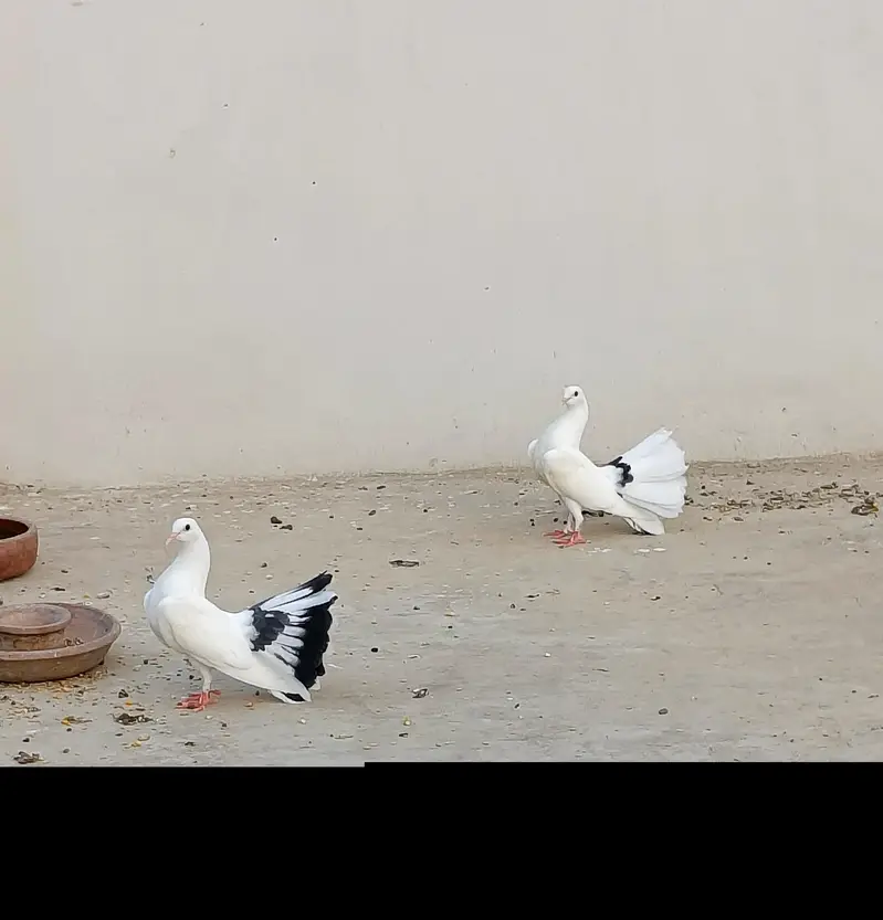lake pegion k bachy of breader for sale