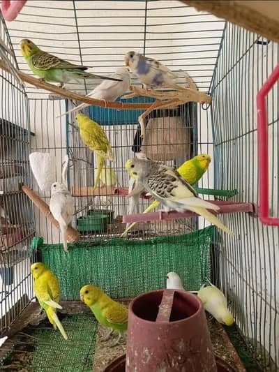 home breed budgies for sell