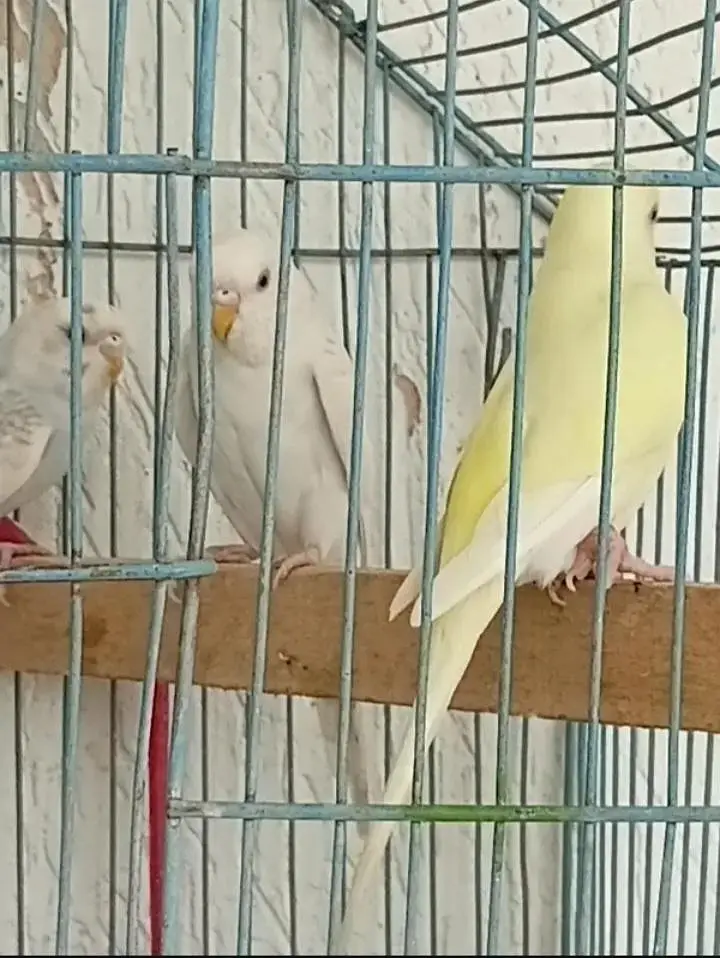 home breed budgies for sell — photo 2