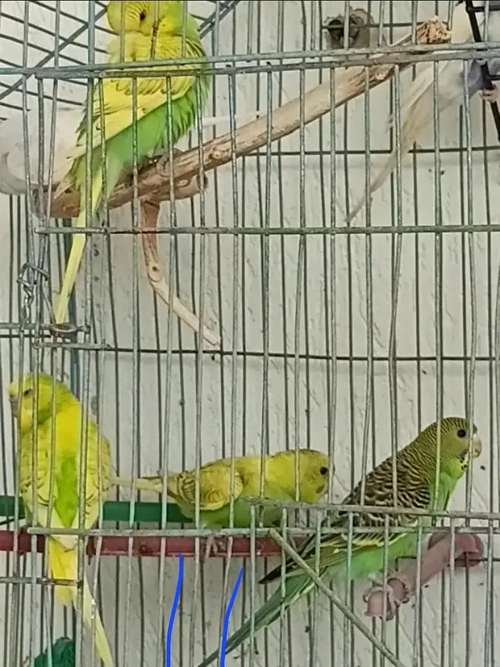 home breed budgies for sell — photo 3