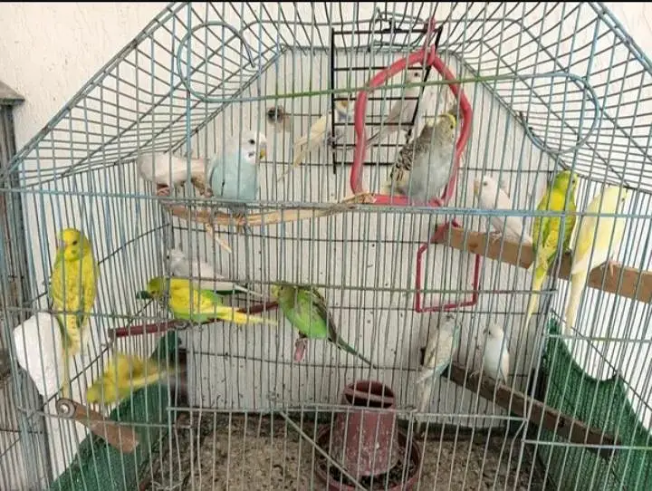 home breed budgies for sell — photo 4