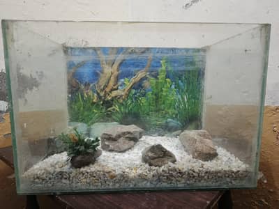 fish Aquarium