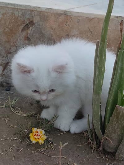Persian Kitttens Well Trained