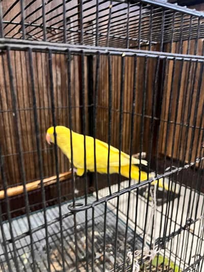 Yellow Ring Bird Parrot for Sale
