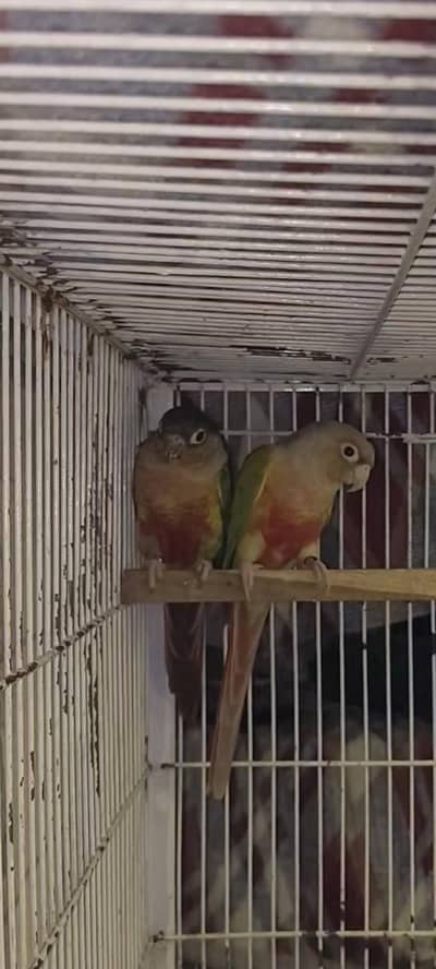 love bird oppline