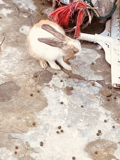 Male and  female. Dono available hen.