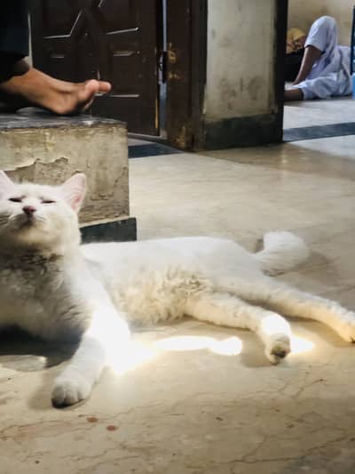 Persian cat
