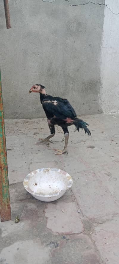 burmi chick