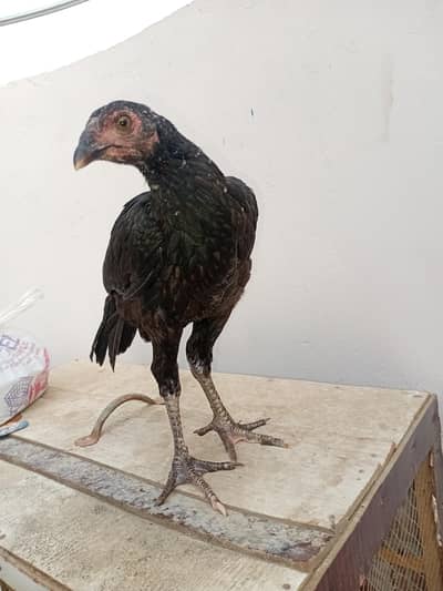 mushka lassani breed