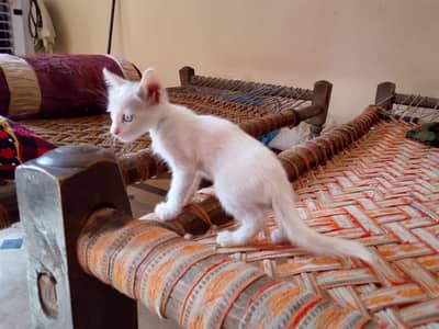 Persian Blue eyes kitten