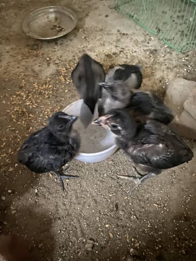 Ayam cemani 4 piece