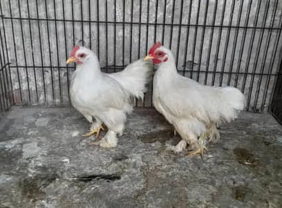 bantam pair