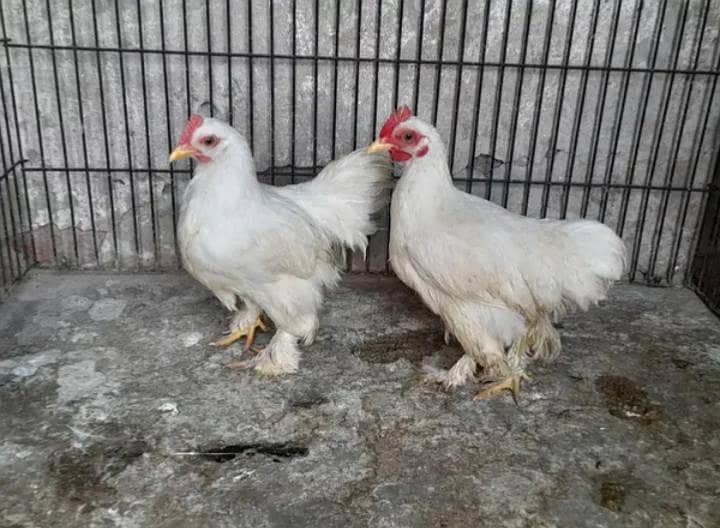 bantam pair 0