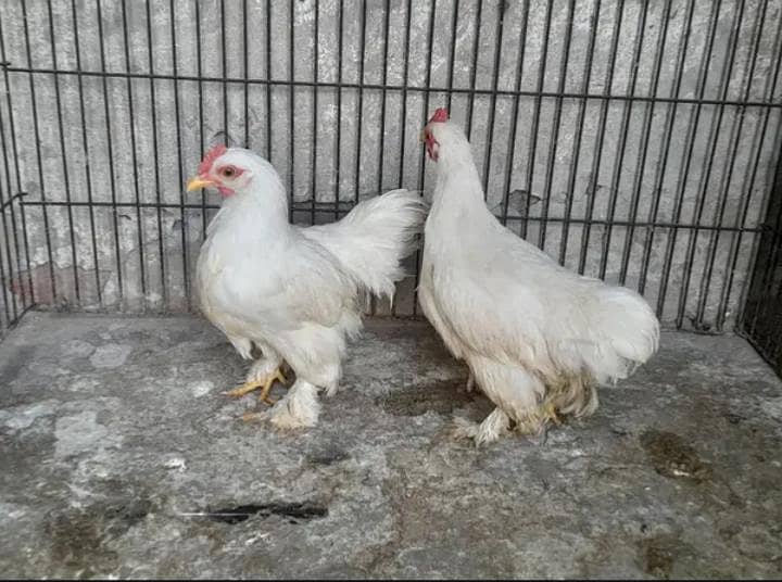 bantam pair 1