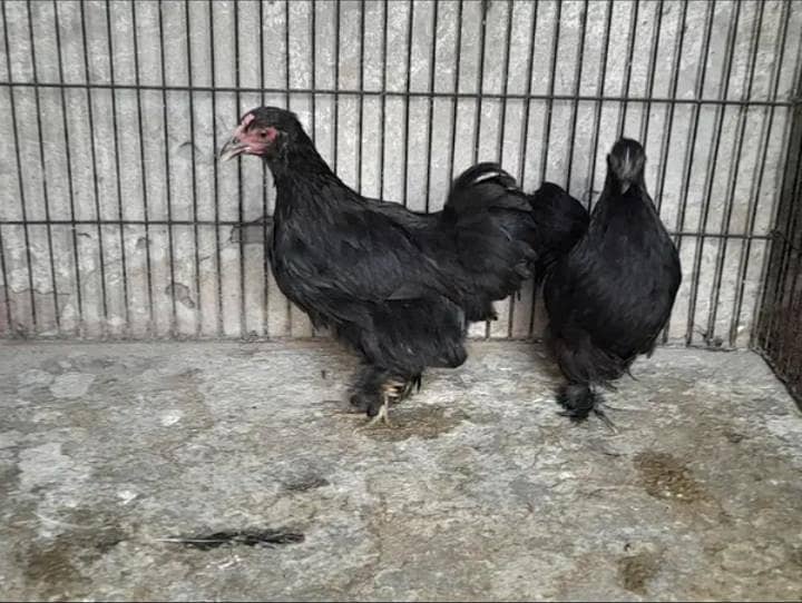bantam pair 2
