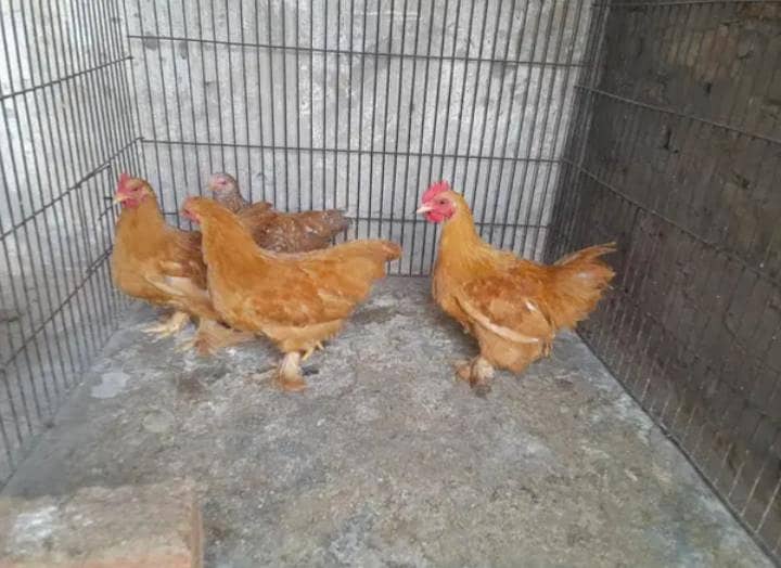 bantam pair 3