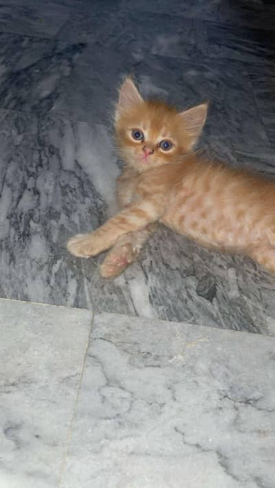 cute kitten