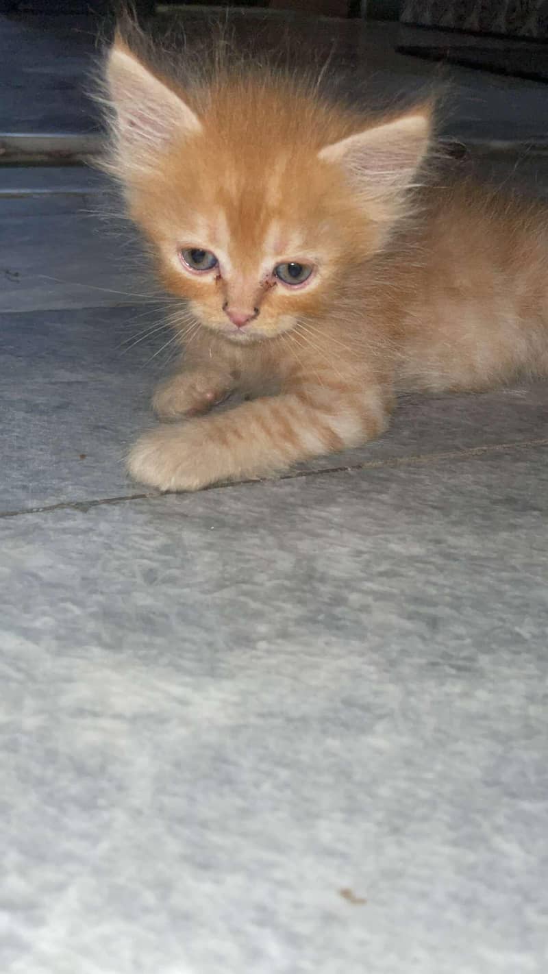 cute kitten 1