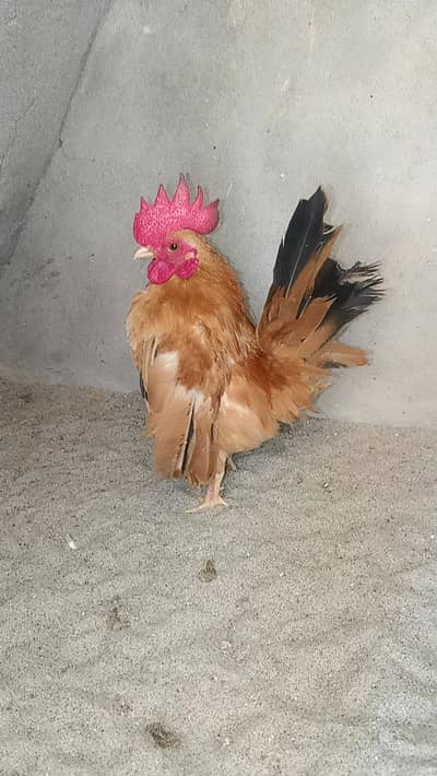 Serama Male