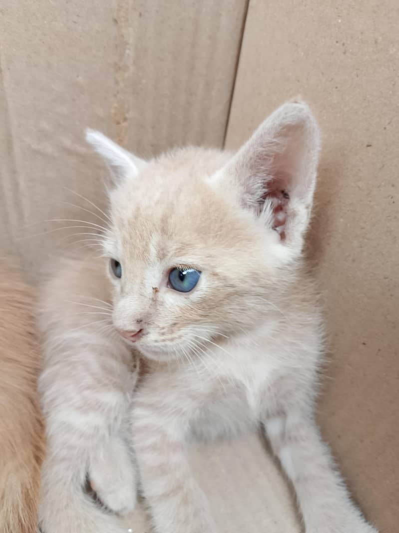 kittens 1