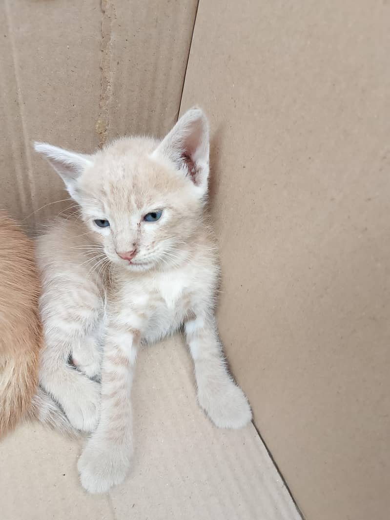 kittens 2