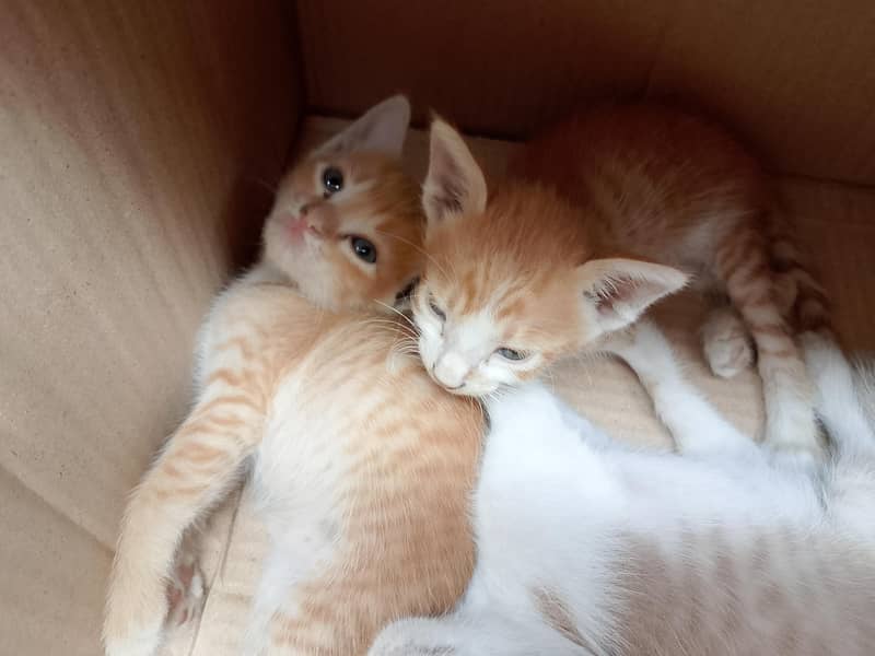 kittens 4