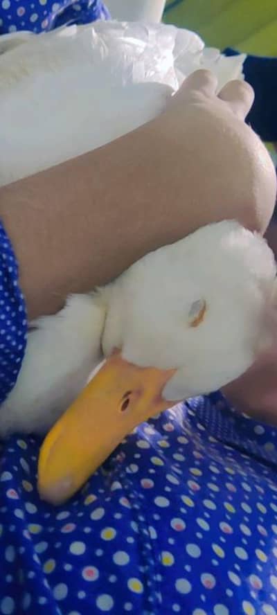 Beautiful and Healthy Pair of Ducks for Sale