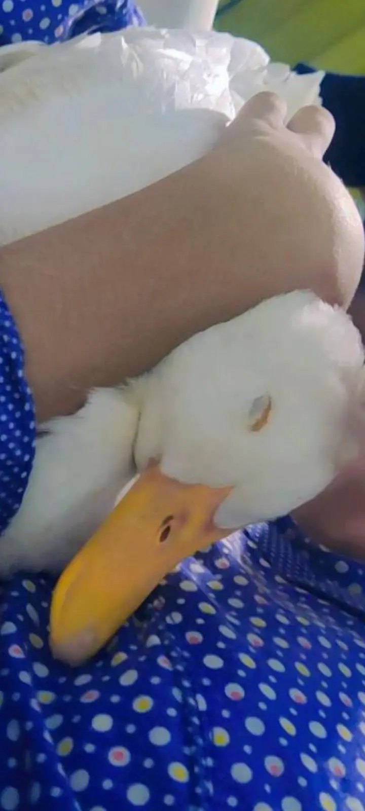 Beautiful and Healthy Pair of Ducks for Sale
