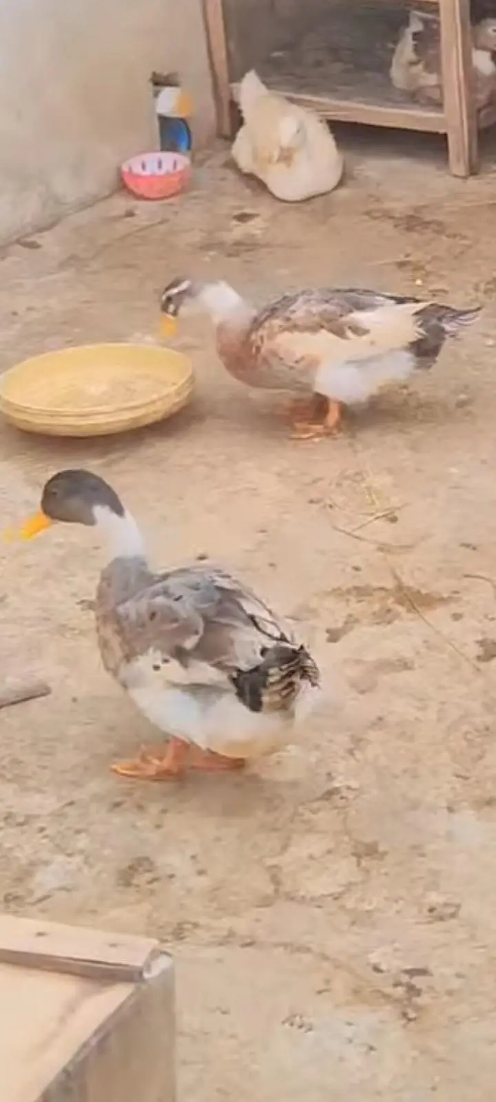 Beautiful and Healthy Pair of Ducks for Sale — photo 2