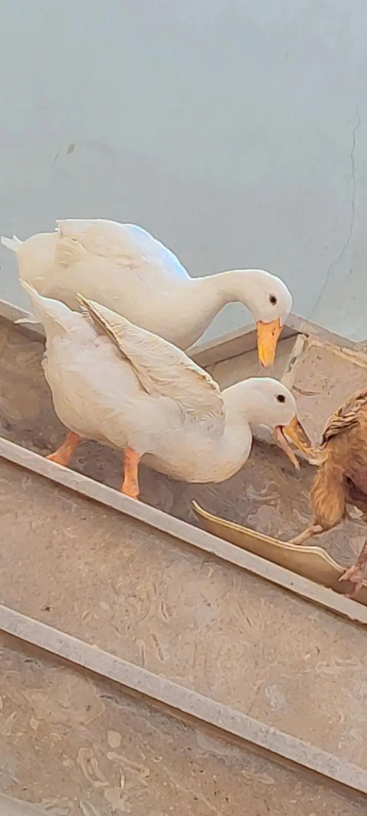 Beautiful and Healthy Pair of Ducks for Sale — photo 3