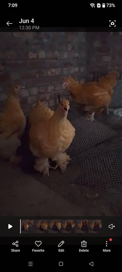 golden buff pairs and white havey chicks