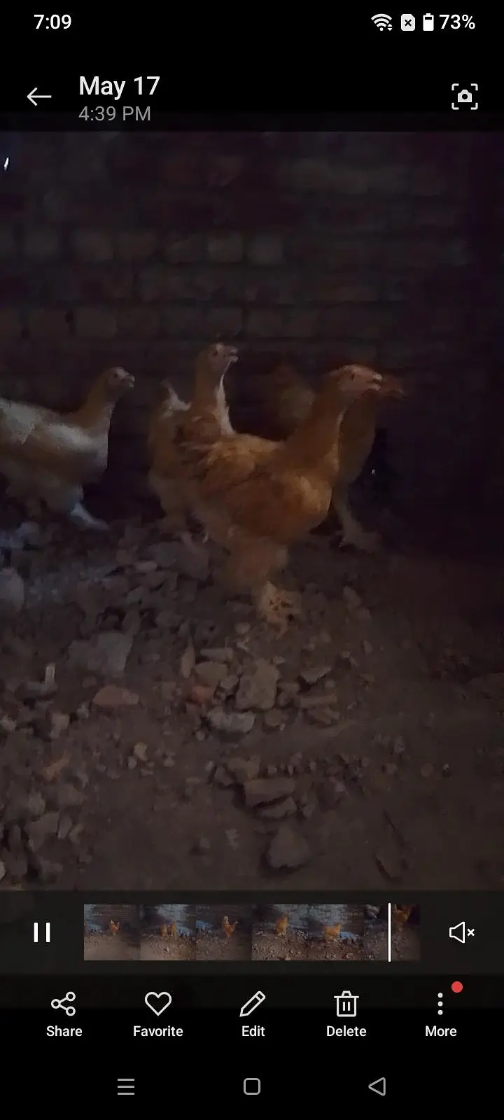 golden buff pairs and white havey chicks — photo 2