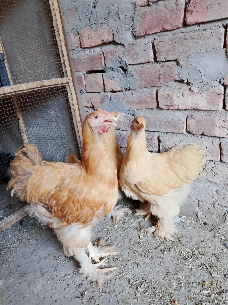 golden buff pairs and white havey chicks — photo 3