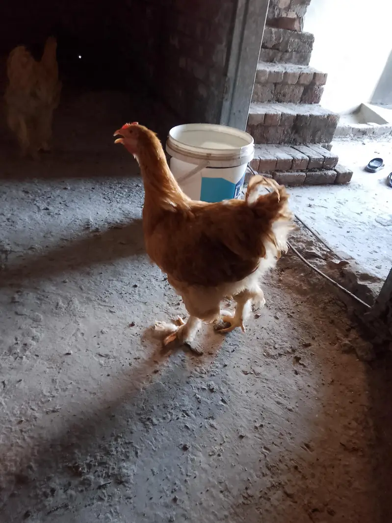 golden buff pairs and white havey chicks — photo 4