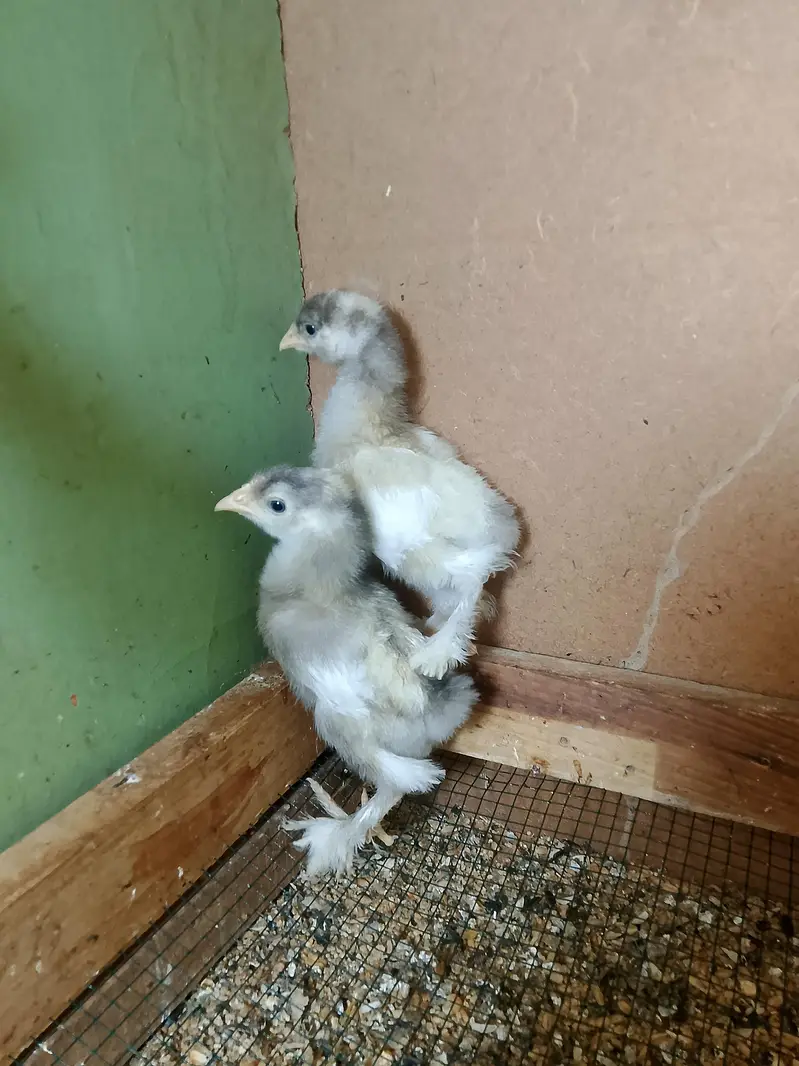 golden buff pairs and white havey chicks — photo 5