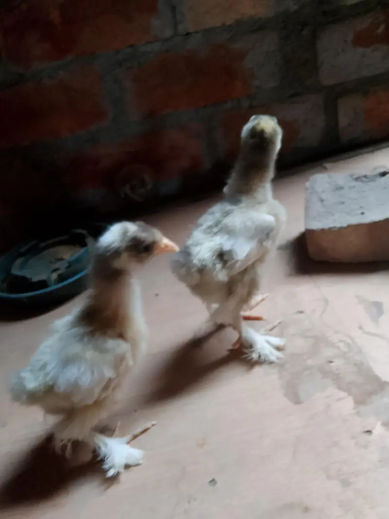 golden buff pairs and white havey chicks — photo 6