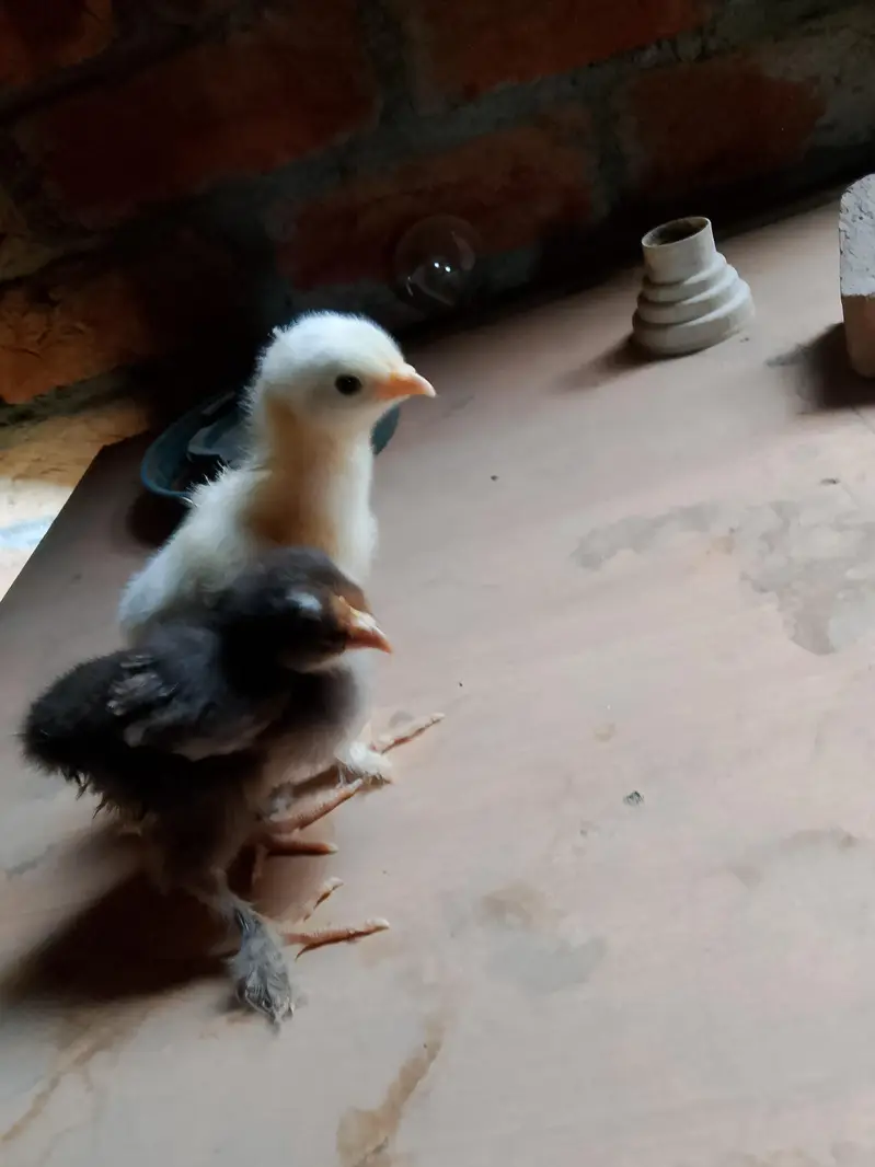 golden buff pairs and white havey chicks — photo 7
