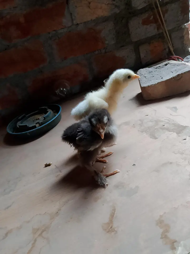 golden buff pairs and white havey chicks — photo 8