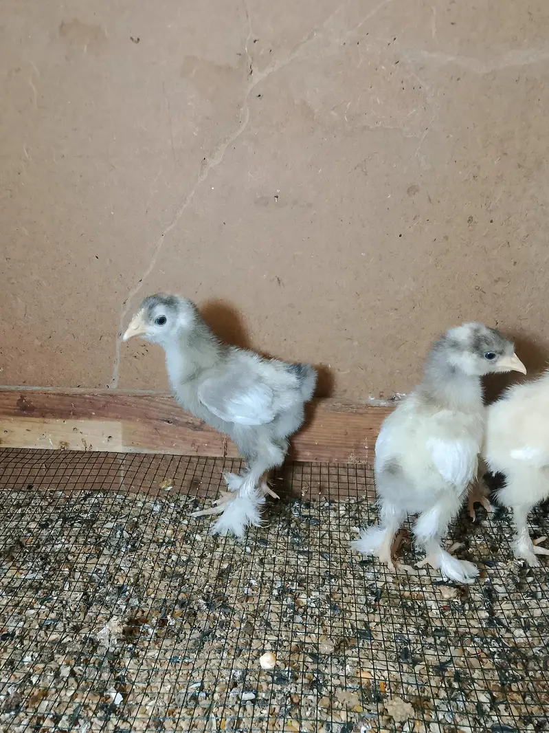 golden buff pairs and white havey chicks — photo 9