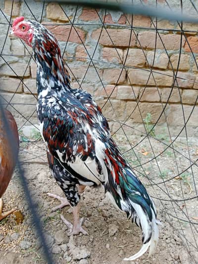 Aseel Birds