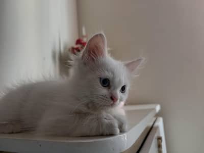 Persian kitten home breed