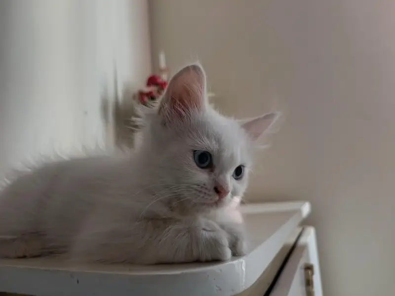 Persian kitten home breed