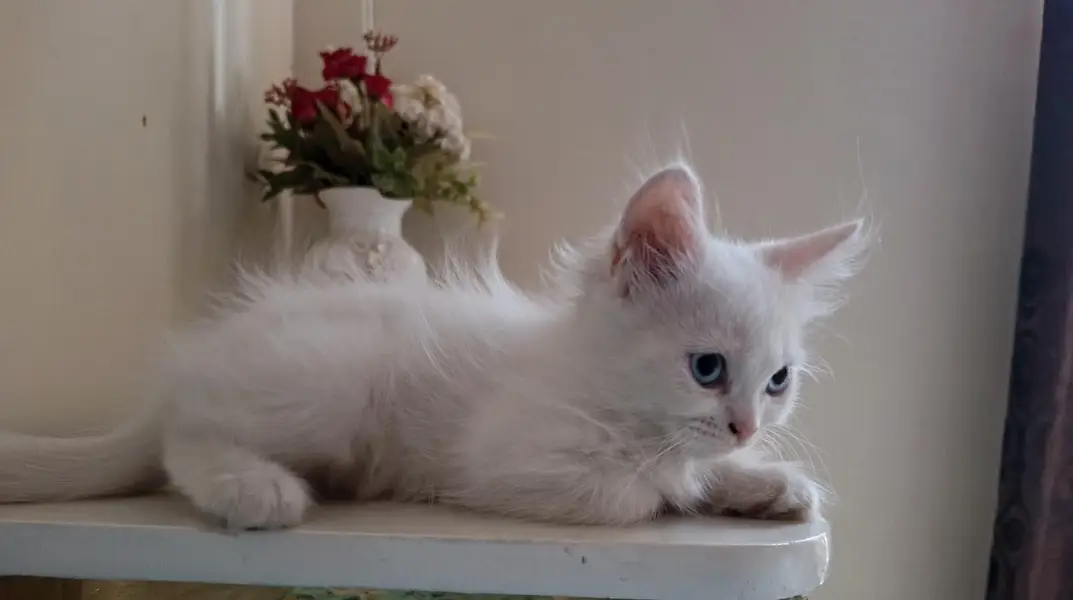 Persian kitten home breed — photo 2