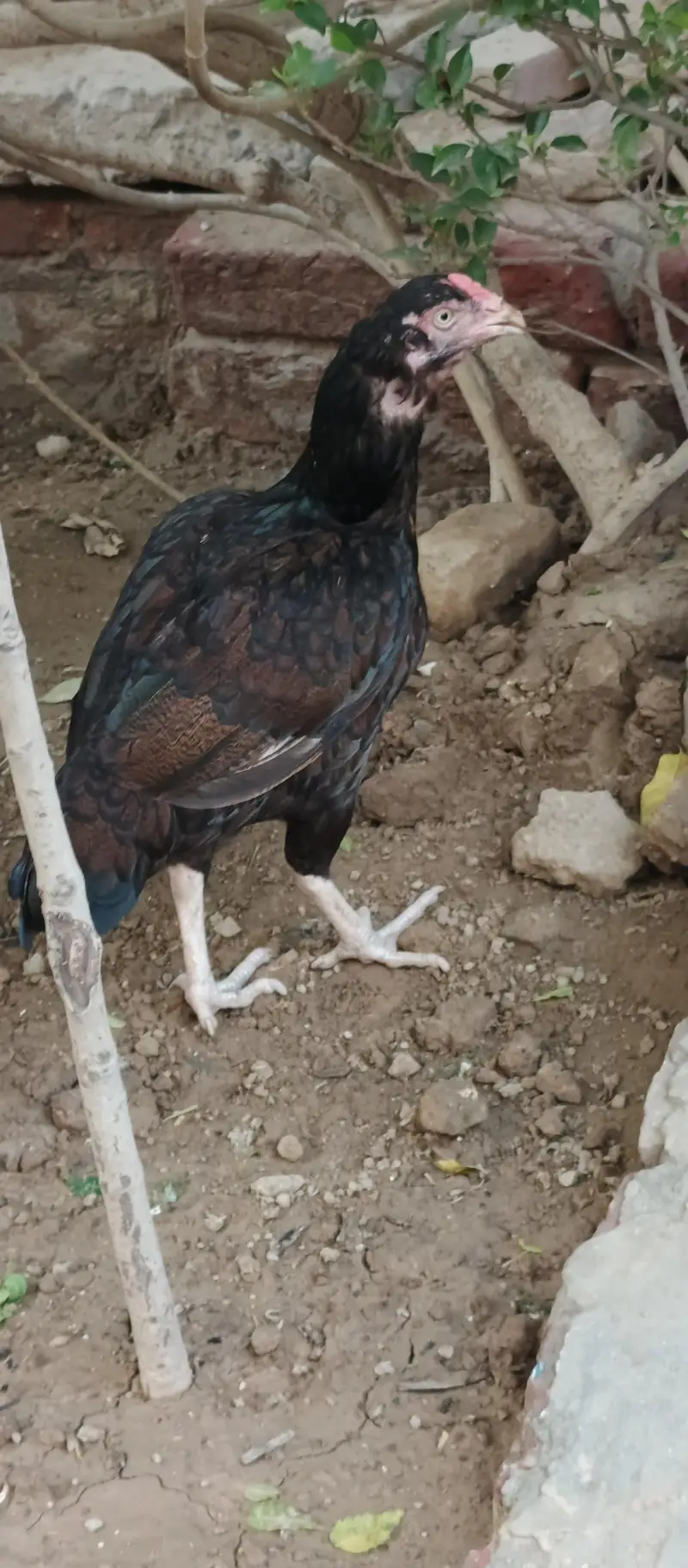 lasani chick  3 month for sale — photo 2