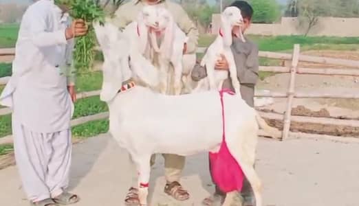 3 Bacchon Ka Sath Desi Bakri For Sale WhatsApp,, 03226643435