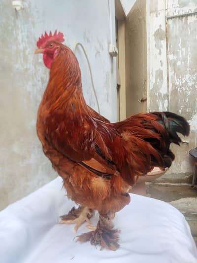 Important class golden buff yuong male