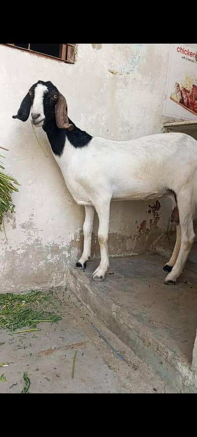 gubban bakri