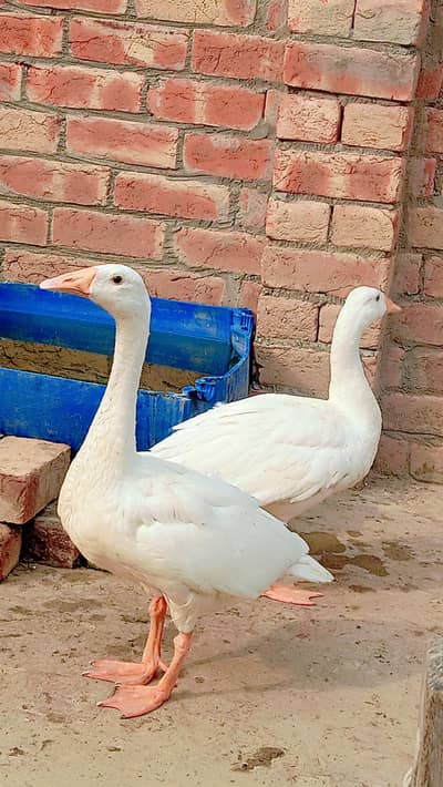 mashallha ghr ke pali hui hy heldy and active