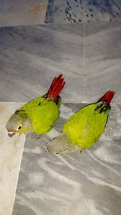 Green chick conure near to self full fly tame